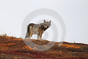 Grey Wolf (Canis lupus) , Denali National Park, Alaska,USA