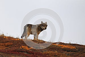 Grey Wolf (Canis lupus) , Denali National Park, Alaska,USA