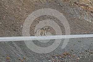 Grey Wolf (Canis lupus) , Denali National Park, Alaska,USA