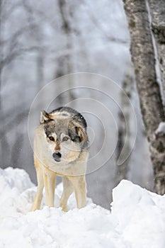 Grey Wolf (Canis lupus) At End of Full Body Shake Winter