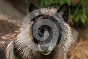 Grey Wolf (Canis lupus) Face