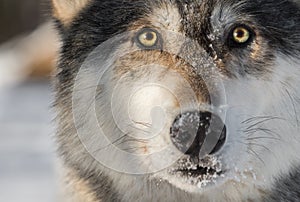 Grey Wolf Canis lupus Face Closeup