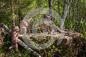 Grey Wolf Canis lupus Family on Rock