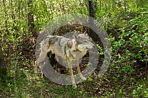 Grey Wolf (Canis lupus) Feeds Her Pups