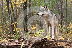 Grey Wolf (Canis lupus) Front Paws Atop Log Looking Left Autumn