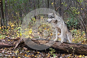 Grey Wolf (Canis lupus) Front Paws on Log Autumn