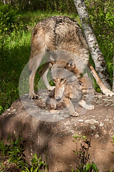 Grey Wolf Canis lupus Grabs at Her Pup