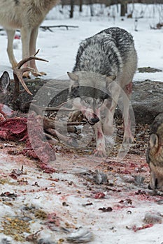 Grey Wolf Canis lupus Growls at Pack Member at White-Tail Deer Winter