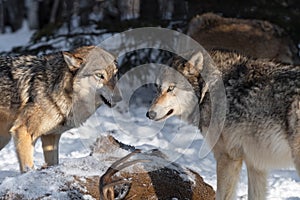 Grey Wolf Canis lupus Growls at Packmate Over Body of White Tail Deer Winter
