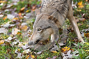 Grey Wolf Canis lupus Head Down Baring Canine Tooth Autumn