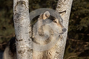 Grey Wolf Canis lupus Head Between Trees