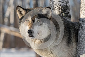 Grey Wolf Canis lupus Intently Looks Out From Trees Winter