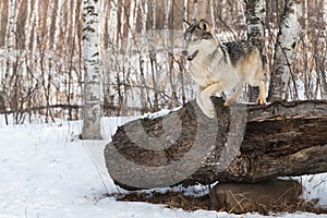 Grey Wolf (Canis lupus) Jumps Off Log Front Paws Together Winter