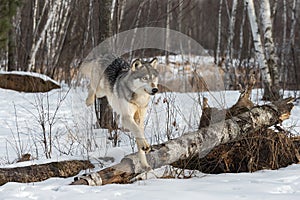 Grey Wolf Canis lupus Jumps Over Log Back Legs Up Winter