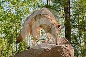 Grey Wolf (Canis lupus) Jumps Up on Rock