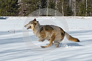 Grey Wolf Canis lupus Kicks Up Snow Running Left Winter