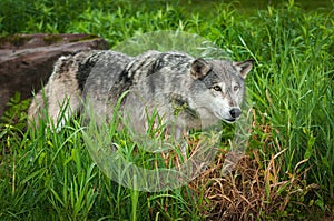 Grey Wolf Canis lupus Leans Forward