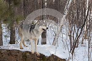 Grey Wolf (Canis lupus) Leans Out From Atop Snow Covered Rock Winter