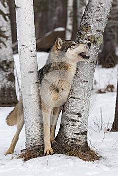 Grey Wolf Canis lupus Leans Out Right Between Birch Trees Mouth Open Winter