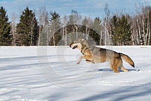 Grey Wolf (Canis lupus) Leaps Left Across Snowy Field Winter