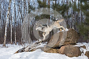 Grey Wolf Canis lupus Leaps Off Rock Winter