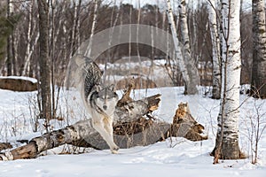 Grey Wolf (Canis lupus) Leaps Over Log Looking Left Winter