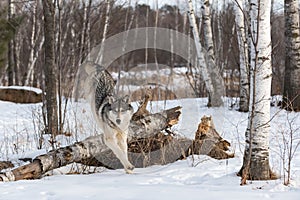 Grey Wolf (Canis lupus) Leaps Over Log Looking Left Winter photo