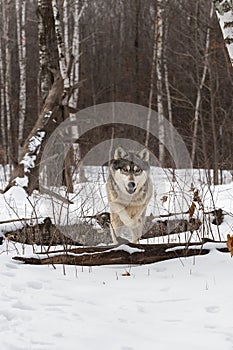 Grey Wolf Canis lupus Leaps Over Log Straight On Winter