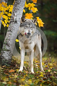 Grey Wolf Canis lupus Licks Chops in Autumn Woods