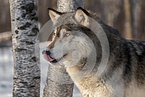 Grey Wolf Canis lupus Licks Nose