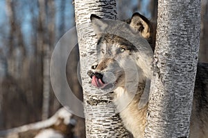 Grey Wolf Canis lupus Licks Nose Looking Left From Between Birch Trees Winter