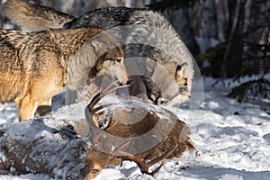 Grey Wolf Canis lupus Licks Nose Second Sniffs White-tail Deer Body Winter