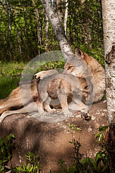 Grey Wolf (Canis lupus) Lies on Rock with Paw Over Pup