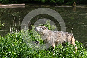 Grey Wolf (Canis lupus) Lifts Head to Howl Pup Watching Summer