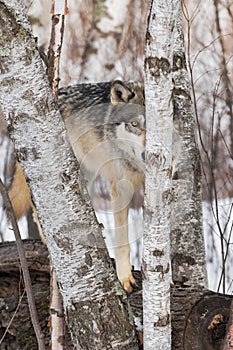 Grey Wolf Canis lupus on Log Behind Skinny Birch Tree Winter