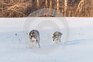 Grey Wolf Canis lupus Looks Back at Sibling