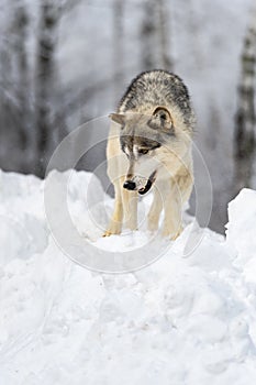 Grey Wolf (Canis lupus) Looks Down Snow Embankment Winter