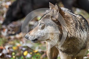Grey Wolf Canis lupus Looks Left Black in Background Autumn