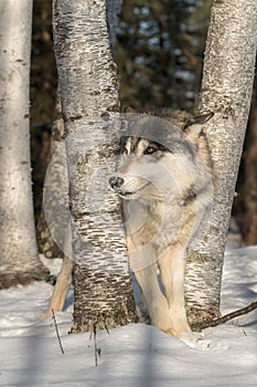 Grey Wolf Canis lupus Looks Left Ears Back