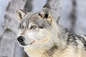 Grey Wolf (Canis lupus) Looks Left Head Close Up Winter