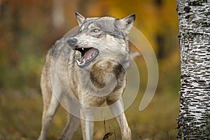 Grey Wolf Canis lupus Looks Left Open Mouth Autumn