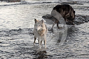 Grey Wolf (Canis lupus) Looks Left From River