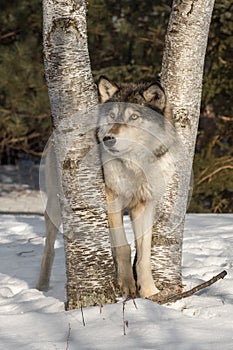 Grey Wolf Canis lupus Looks Left Between Trees