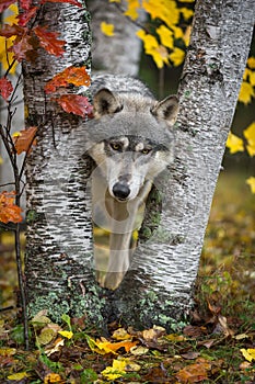 Grey Wolf Canis lupus Looks Out From Between Autumn Leaved Trees