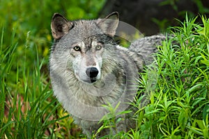 Grey Wolf Canis lupus Looks Out From Grass