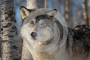 Grey Wolf Canis lupus Looks Out Head Tilted Winter