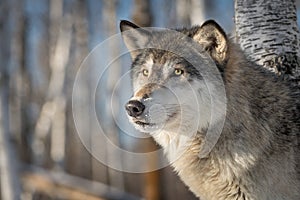 Grey Wolf Canis lupus Looks Out Side Eye Winter