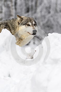 Grey Wolf (Canis lupus) Looks Out Between Snow Banks Winter