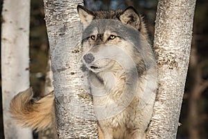 Grey Wolf Canis lupus Looks Out Tail Wagging