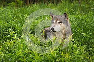 Grey Wolf Canis lupus Looks Out from Tall Grasses